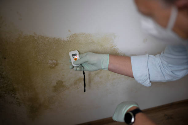 Best Post-Flood Mold Remediation in University Park, IL