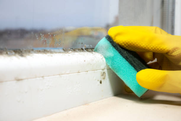 Best DIY Mold Remediation Support Services in University Park, IL