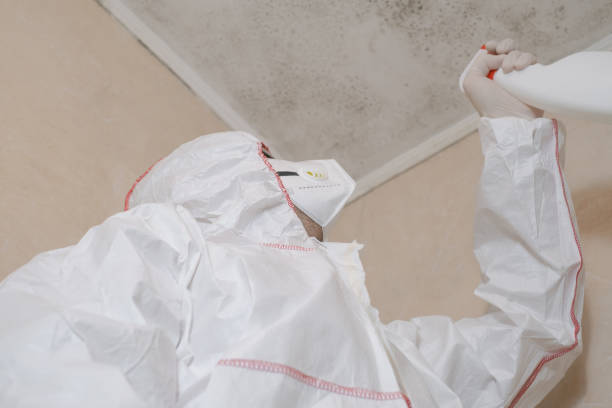 Best HVAC Mold Remediation in University Park, IL