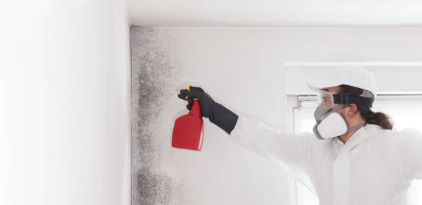 Best Attic Mold Remediation in University Park, IL