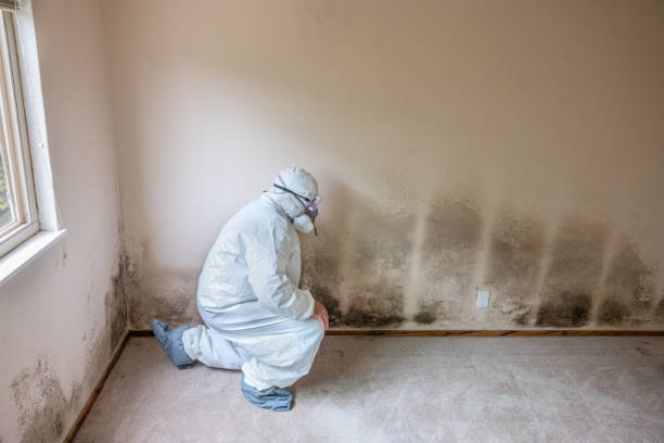 Best Industrial Mold Remediation in University Park, IL