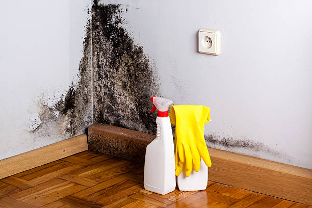 Best Crawl Space Mold Remediation in University Park, IL