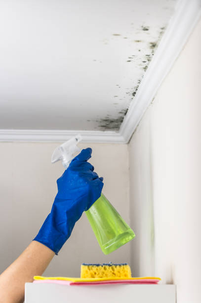 Best Emergency Mold Remediation in University Park, IL