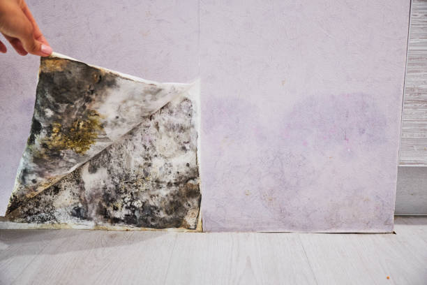 Best Bathroom Mold Remediation in University Park, IL